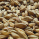 2-Row-Malting-Barley Germany