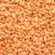 Best-Wheat-Malt_Bestmalz