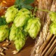 brewing-hops-malt
