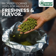 Preserving the freshness and flavor of hops is essential for brewers. This comprehensive guide covers the importance of controlling temperature, humidity, light, and oxygen exposure when storing hops. Learn proper preparation techniques before storage, handling opened packages to maintain freshness, cleaning procedures, and more. Maximize your hops' precious aroma and flavor in every brew.