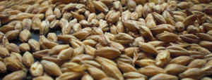 2-Row-Malting-Barley Germany