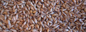 pilsner malt germany