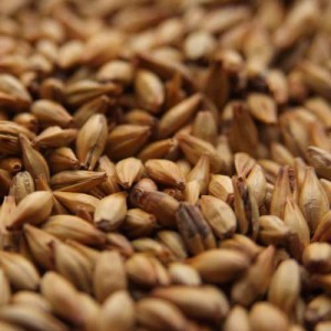 CHATEAU CARA GOLD MALT