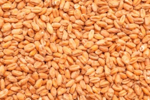 Best-Wheat-Malt_Bestmalz