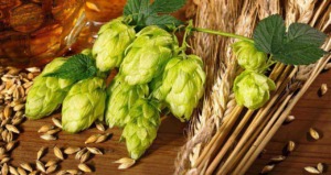 brewing-hops-malt