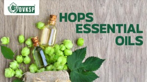 These volatile compounds are the true stars of hop aroma and flavor. Myrcene, humulene, and caryophyllene are just a few of the hundreds of essential oils found in hops, each contributing its own unique scent and taste. From the bright citrus notes of Amarillo to the earthy, herbal qualities of Saaz, essential oils are what give each hop variety its distinct character.