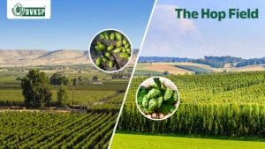 Just as wine grapes reflect the unique terroir of their growing region, hops too exhibit distinctive characteristics based on their provenance. The soil composition, climate, and farming practices of a particular hop-growing region all contribute to the final flavor profile of the hops. For example, hops grown in the Yakima Valley of Washington State are known for their bold, citrusy aromas and high alpha acid content, making them ideal for brewing assertively bitter IPAs. In contrast, hops from Germany's Hallertau region tend to exhibit more subtle, spicy, and floral notes, perfectly suited for traditional lagers. As the craft beer movement continues to evolve, more and more brewers are seeking out hops from lesser-known growing regions, each offering its own unique terroir and flavor characteristics. From the fruity, tropical notes of New Zealand's Nelson Sauvin to the earthy, herbaceous qualities of Australian Galaxy hops, these emerging hop varieties are expanding the boundaries of what's possible in brewing.