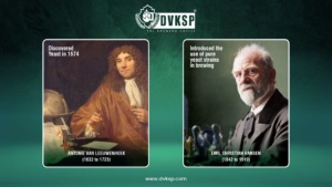 The discovery of yeast by Antonie Van Leeuwenhoek in 1674 revealed the microorganisms responsible for fermentation. This understanding led to the development of controlled fermentation techniques, which improved the consistency and quality of beer. Emil Christian Hansen‘s work on pure yeast cultures in the late 19th century introduced the use of pure yeast strains in brewing. This innovation allowed for more consistent and predictable fermentation results, leading to the widespread adoption of pure yeast cultures in breweries.