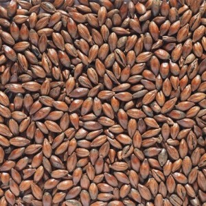 Crisp-Chocolate-Malt